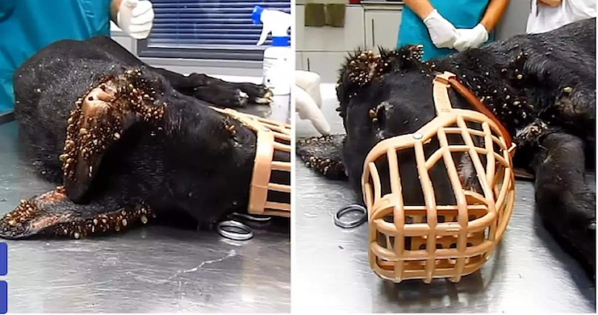 A stray puppy, infested with thousands of ticks and with wire embedded in her tail, demonstrates her incredible resilience and strength