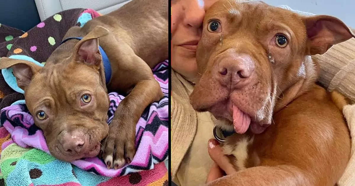 The puppy, whose teeth were removed by his previous owner, is now “living his best life” in a foster home