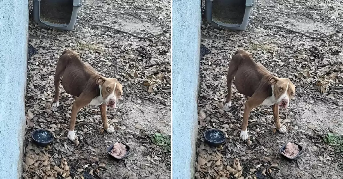 Emaciated Dog Rescued from a Tiny Kennel Devoured Anything It Could to Endure Abandonment