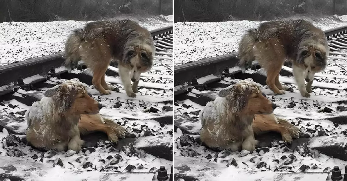 Rescuing the injured dog trapped on the railway tracks, luck has come to it for the second time