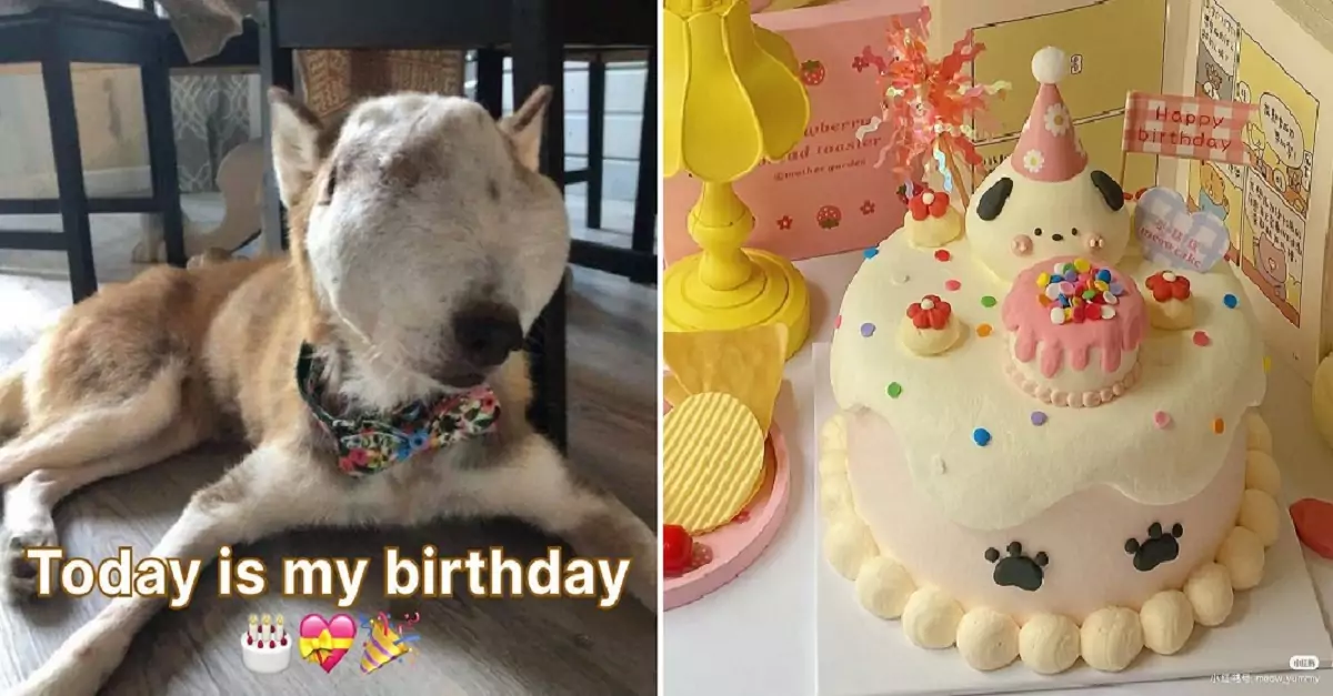 Do ugly dogs like me receive birthday wishes from you all?