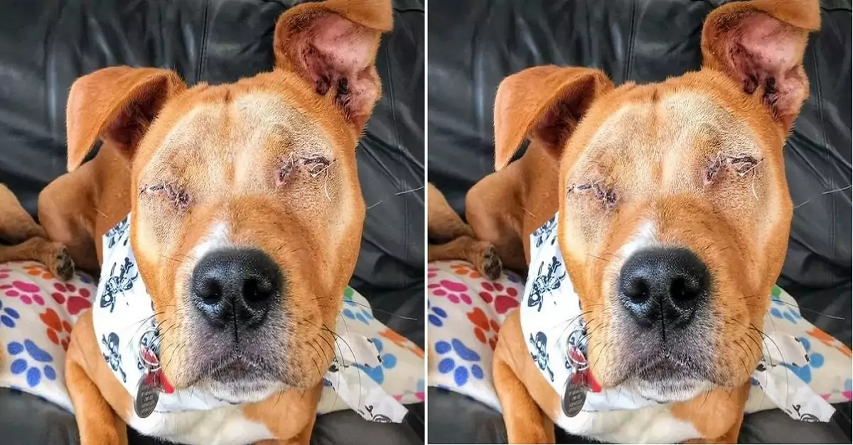 This dog repaid the owner who cared for him for 20 years, but now, his eyes have been left permanently blind