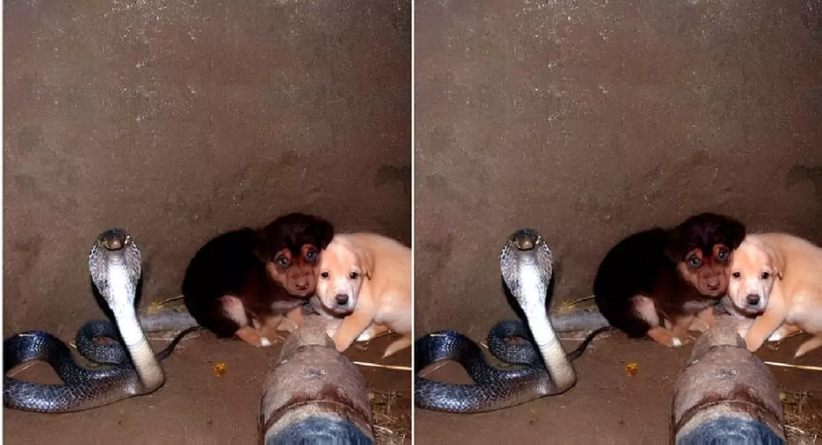 Puppies Were Thrown into a Well, but an Unexpected Savior Emerged: A Venomous Yet Amazingly Friendly Cobra