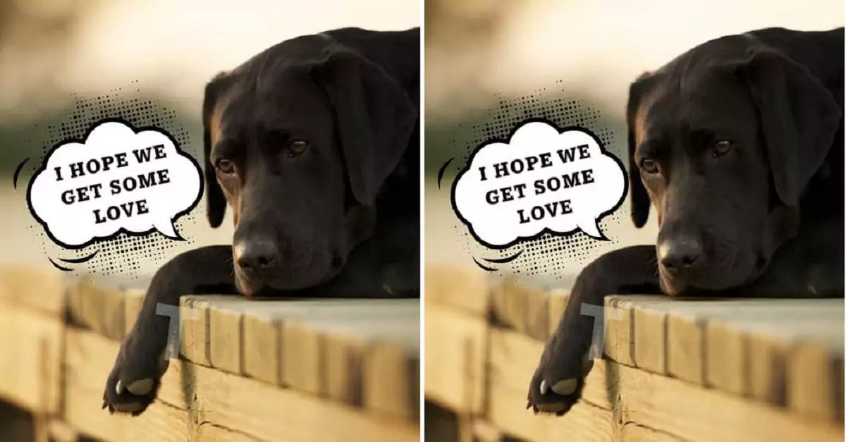 A Dog’s Heartbreaking Watch Over Its Missing Owner Moves People Worldwide