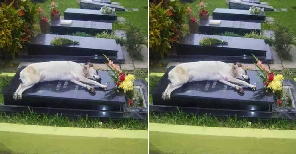 Can you believe it? This dog has been lying on its owner’s grave for a week now