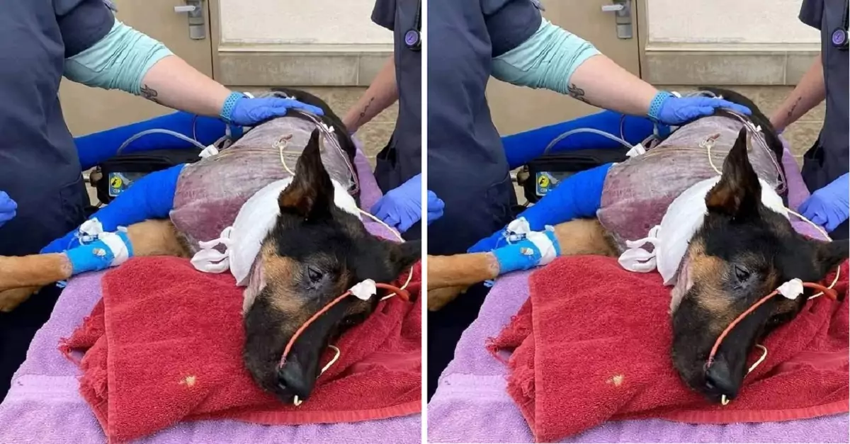 The dog rushed into the fire to find its owner and was severely injured