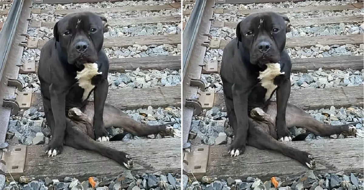 An Abandoned Dog Found on the Railway Reveals a Heartbreaking Story Behind His Despair