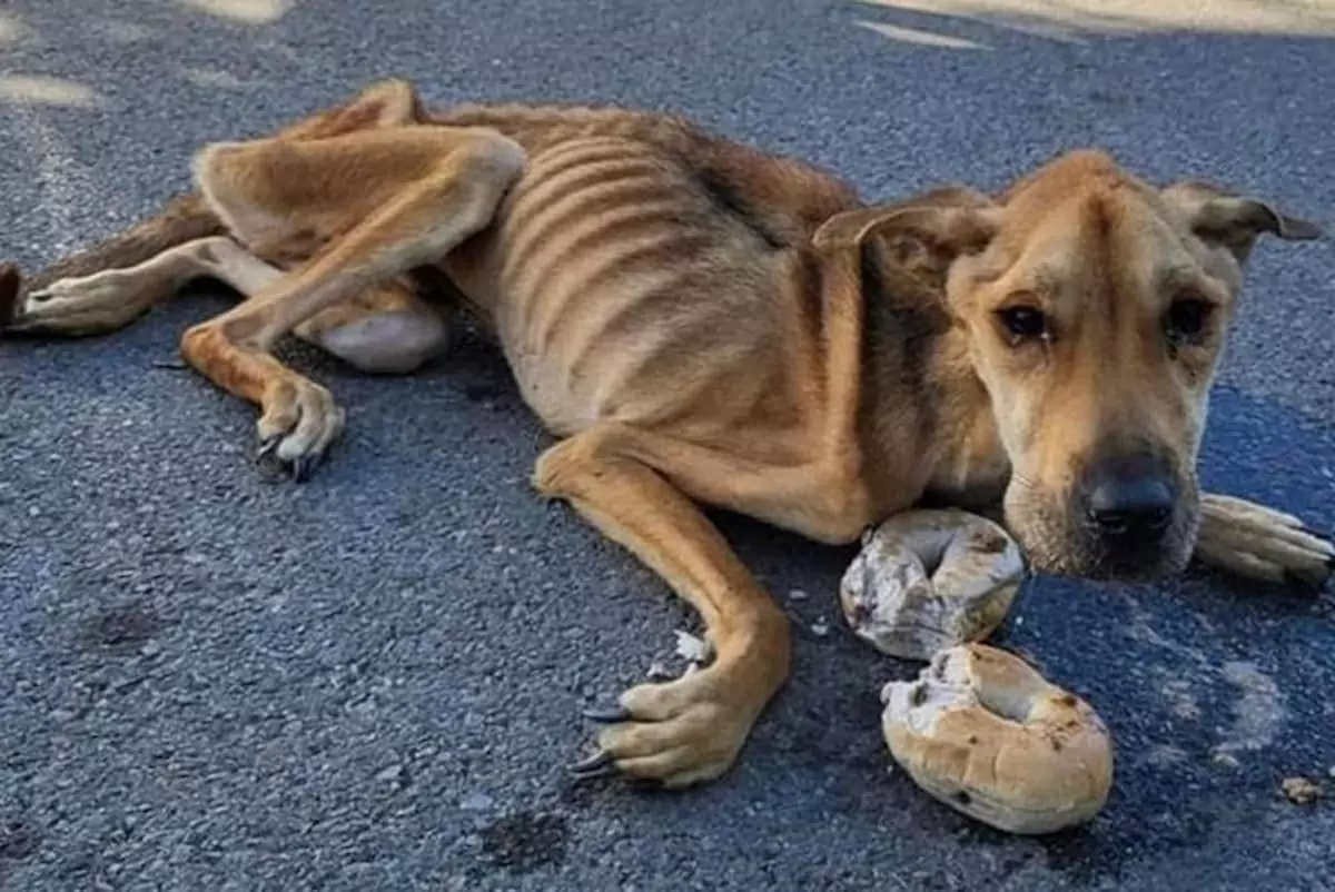 Abandoned Dog Unrecognizable After Owner’s Desertion – On Path to Recovery