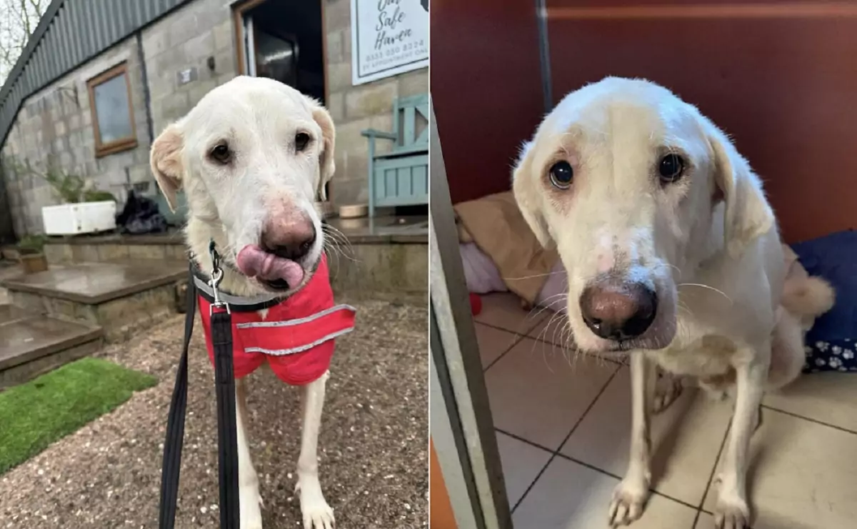 The sweet dog’s heart was shattered once more when the family who had promised to adopt him never arrived