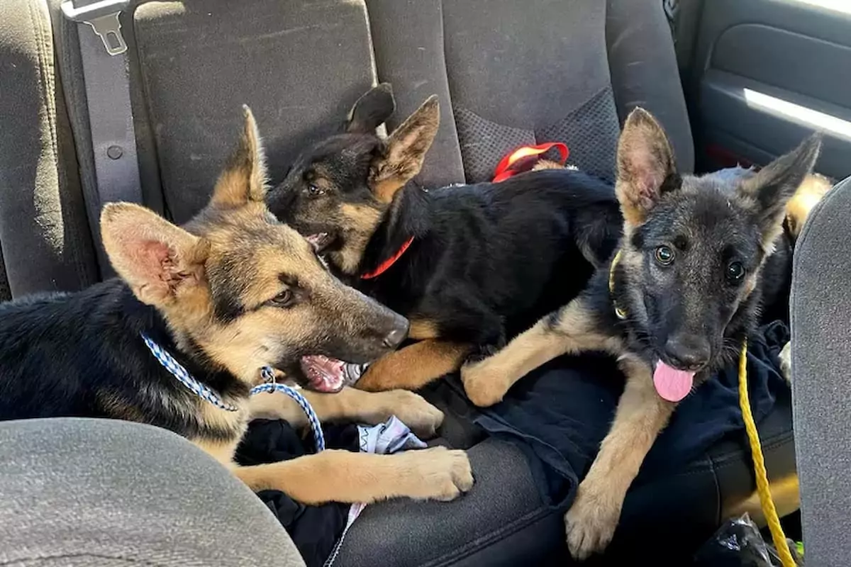 Three abandoned German Shepherd puppies were saved from a dumpster at a business park in California