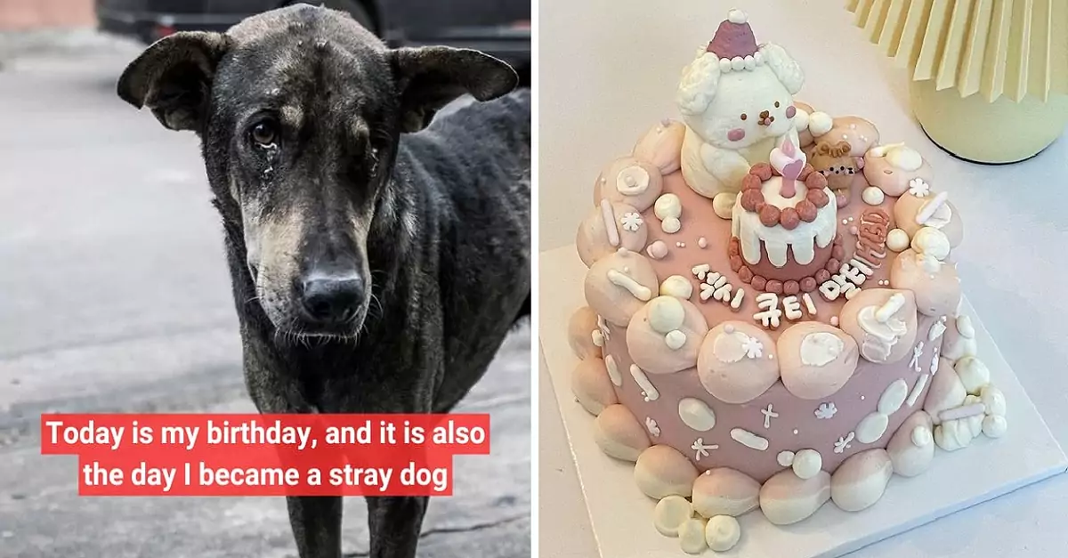 Today is my birthday, and it is also the day I became a stray dog