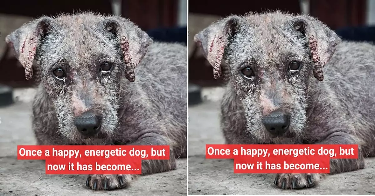 Once a happy, energetic dog, but now it has become…