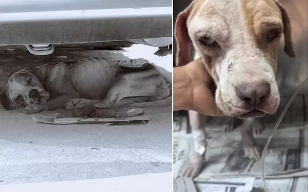 Woman Saves Near-Death Pup from the ‘Cemetery for Abandoned Dogs’