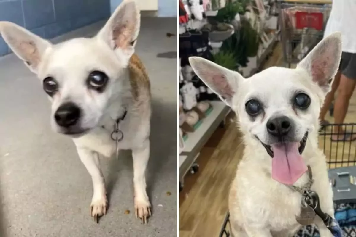 Woman Adopts 18-Year-Old Dog Abandoned at Shelter, Ensures His ‘Best’ Final Months