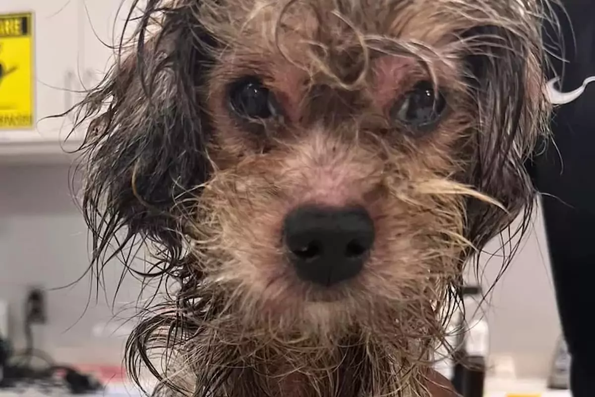 Abandoned Dog Begins Recovery After Being Covered in Motor Oil and Left Struggling to Survive