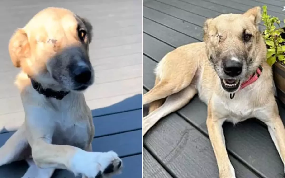 Dog Who Lost an Eye and Ear After Being Hit by Rocks Finally Finds a Forever Home