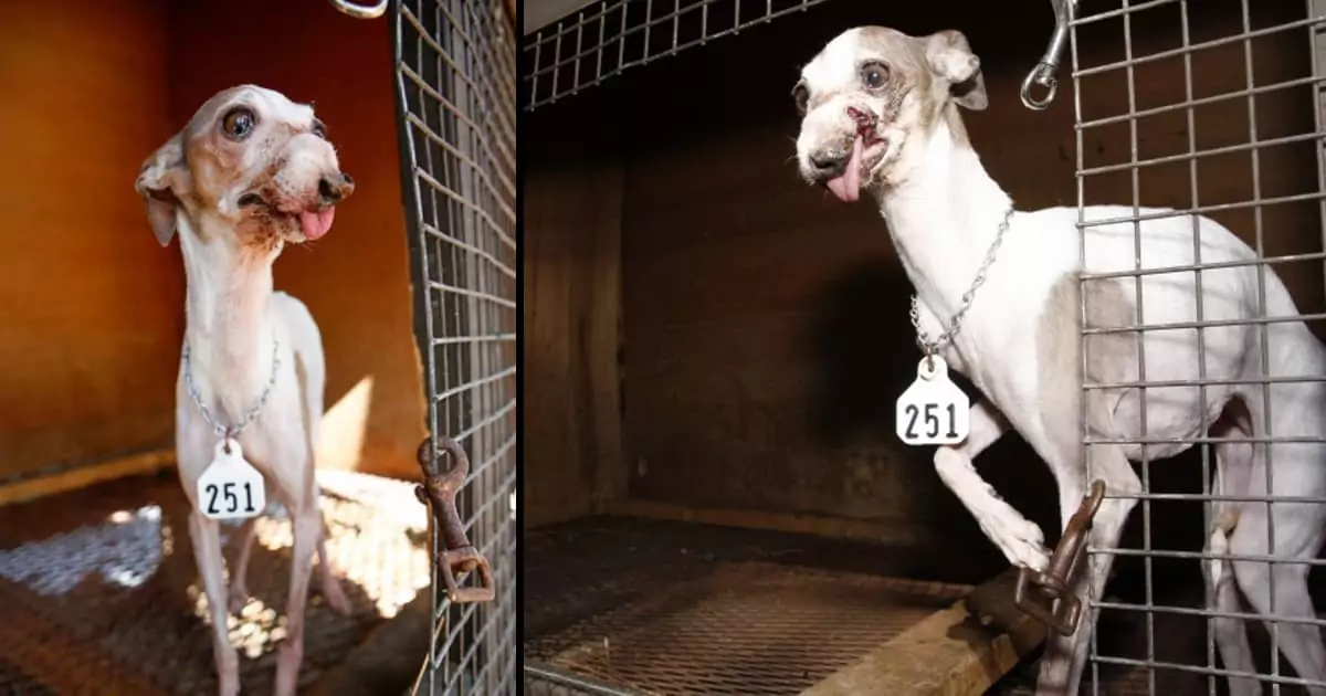 A Woman Pens an Emotional Letter to a Puppy Mill Breeder