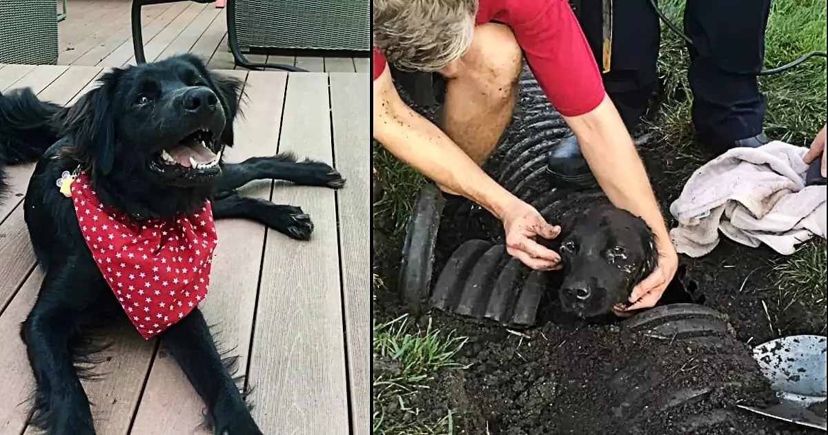 “Never give up hope”: Stray puppy miraculously saved from drainage pipe