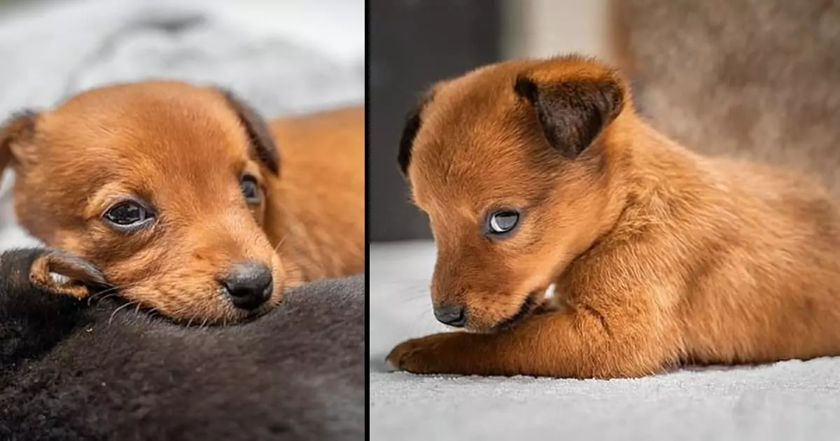 Angel, the puppy found tied in a dog food bag with her six siblings, was adopted by her rescuer