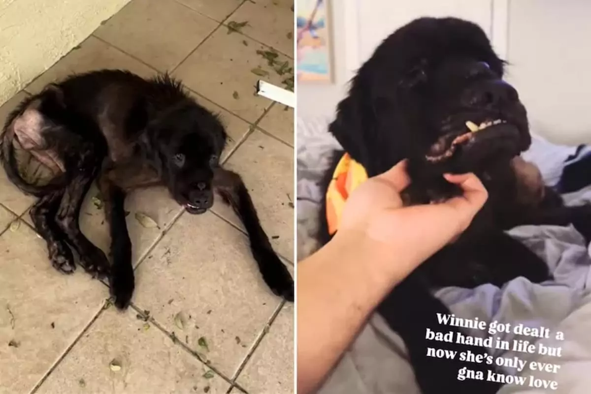 Dog Abandoned Outside Before Hurricane Discovers the Meaning of Unconditional Love