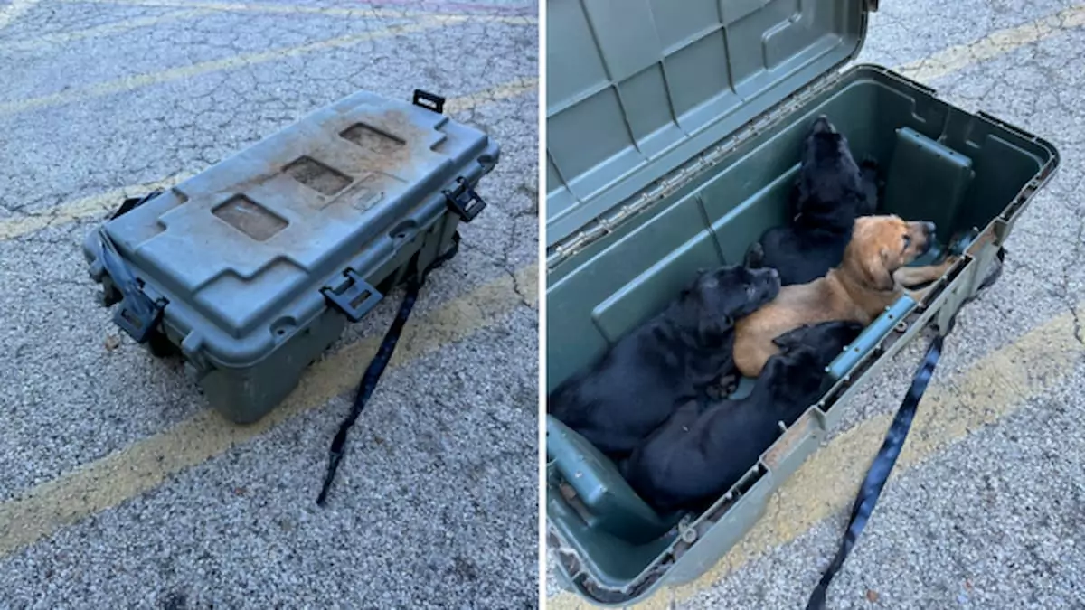 Kindhearted Stranger Saves 8 Puppies Abandoned in a Sealed Box on Fort Worth Highway