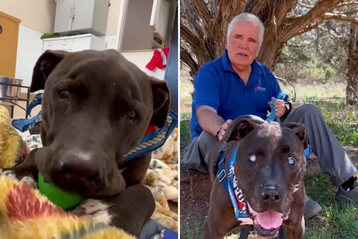 Blind, Elderly Dog Rescues Shelter Volunteer From Lethal Rattlesnake: A True ‘Hero’