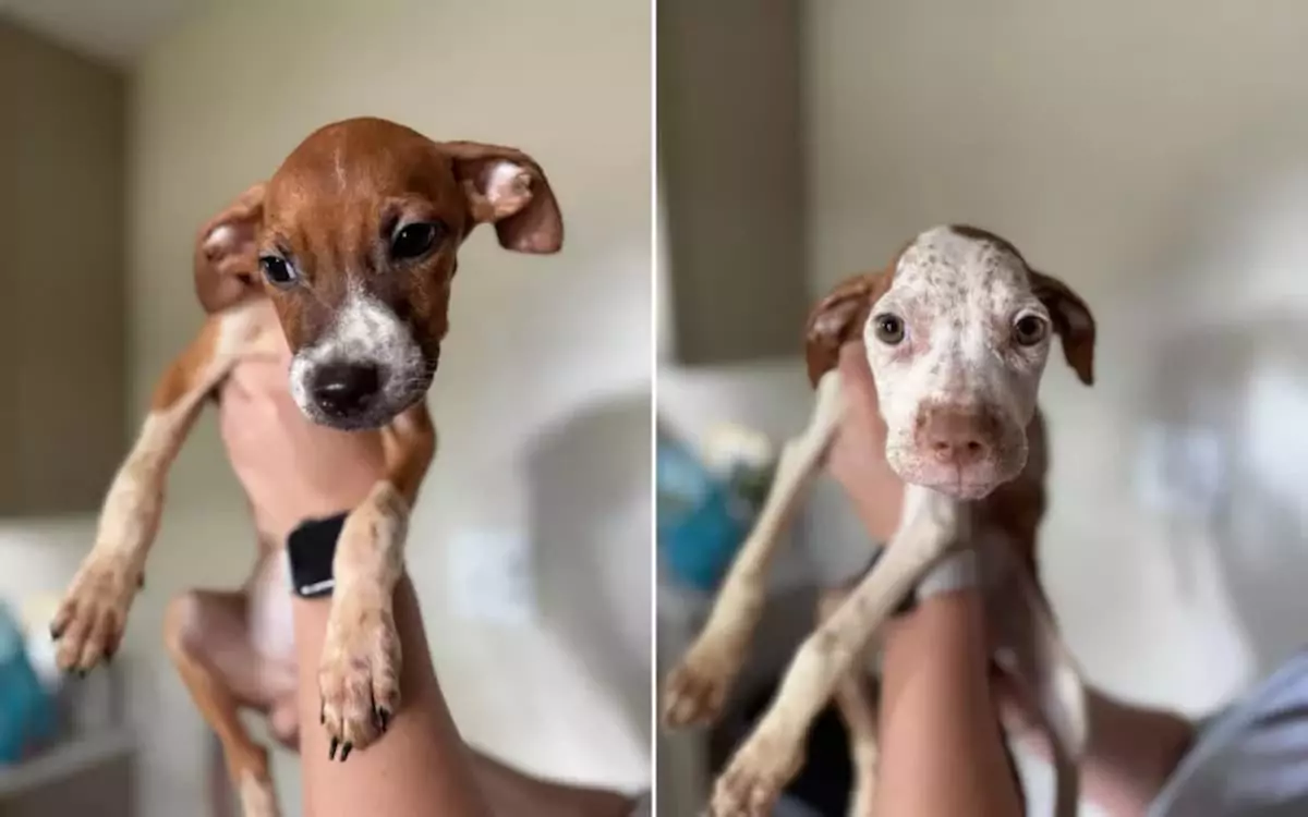 Outrage as Puppies Are Left Abandoned, ‘Stuffed Into a Small, Dirty Kennel’ While Tied to Their Mother