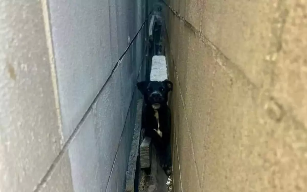 A frightened, unwanted stray dog took refuge between six-inch walls for weeks, waiting for someone to rescue him