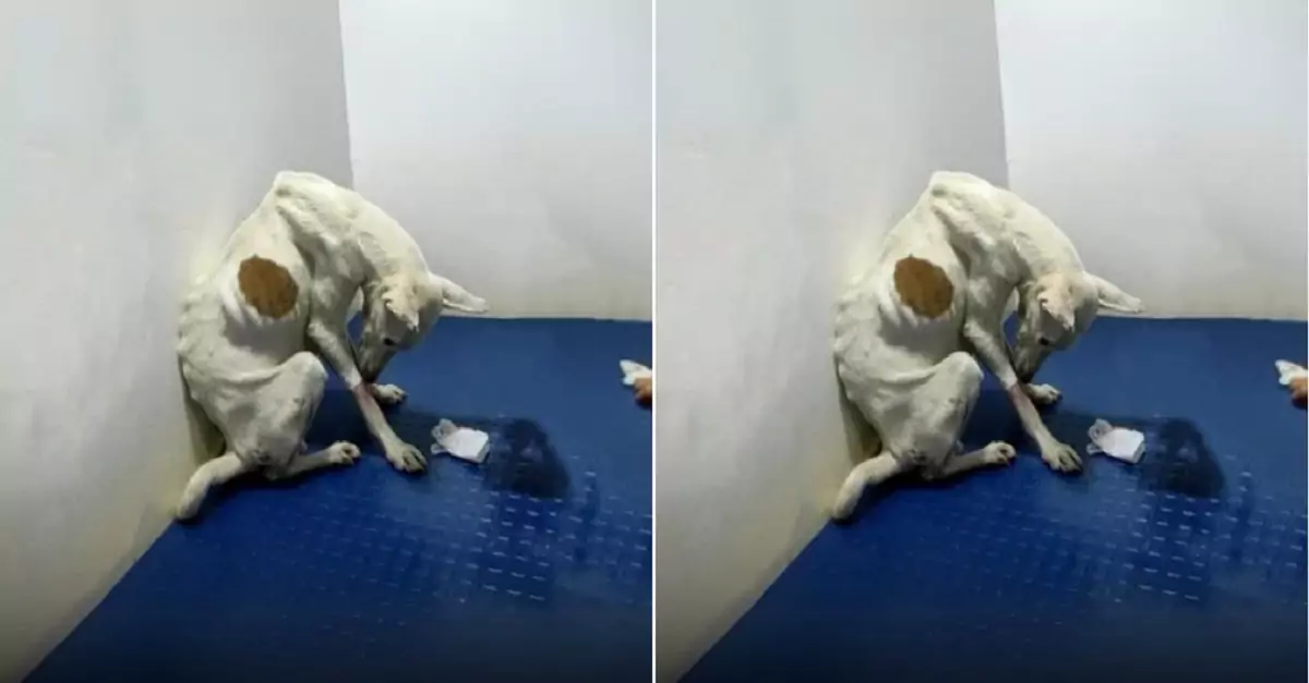 After being returned to the shelter multiple times, this dog is fearful and avoids anyone who comes close to it