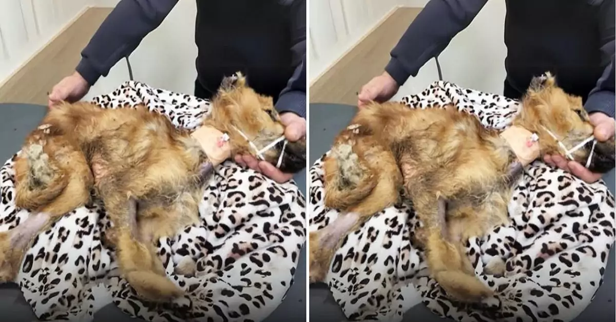 This dog was found in critical condition, but look at how it has recovered