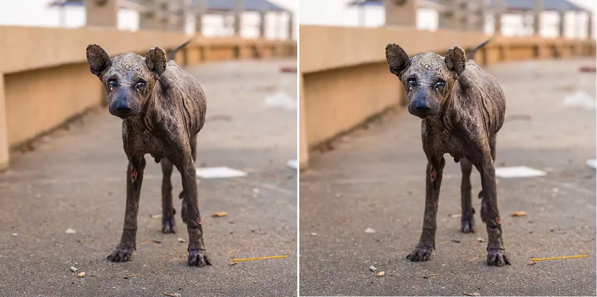 I whimper, pleading for help, but all I receive in return is the indifference and coldness of the passersby