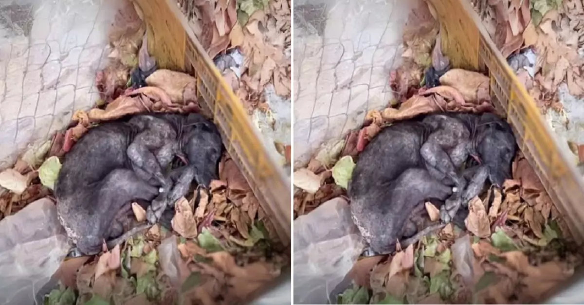 The passerby heard whimpering sounds and discovered a lifeless dog lying in the garbage