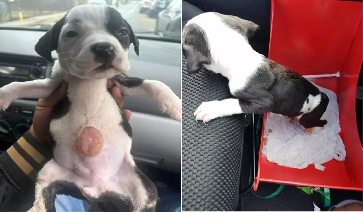 The abandoned puppy left at the supermarket entrance was adopted by a kind-hearted person