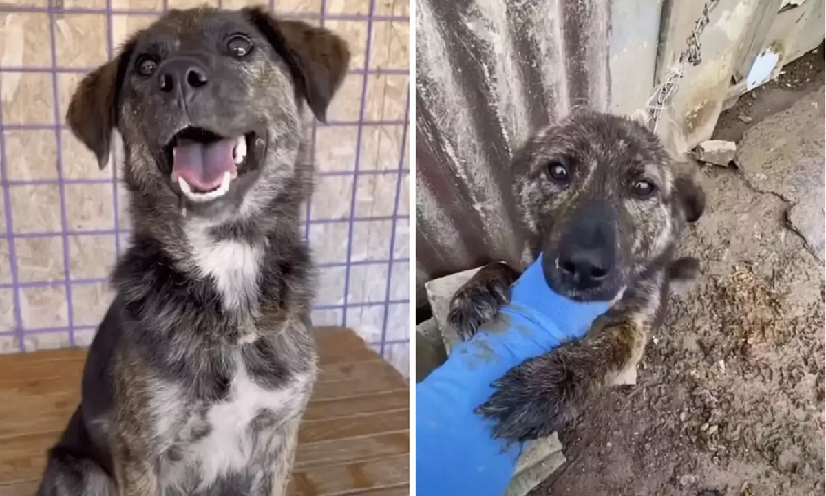 A dog used a short chain to grasp the hand of the man who came to rescue her