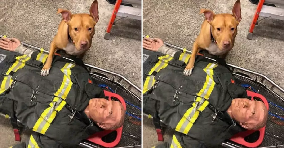 The dog was moved to tears by the firefighter who saved its life