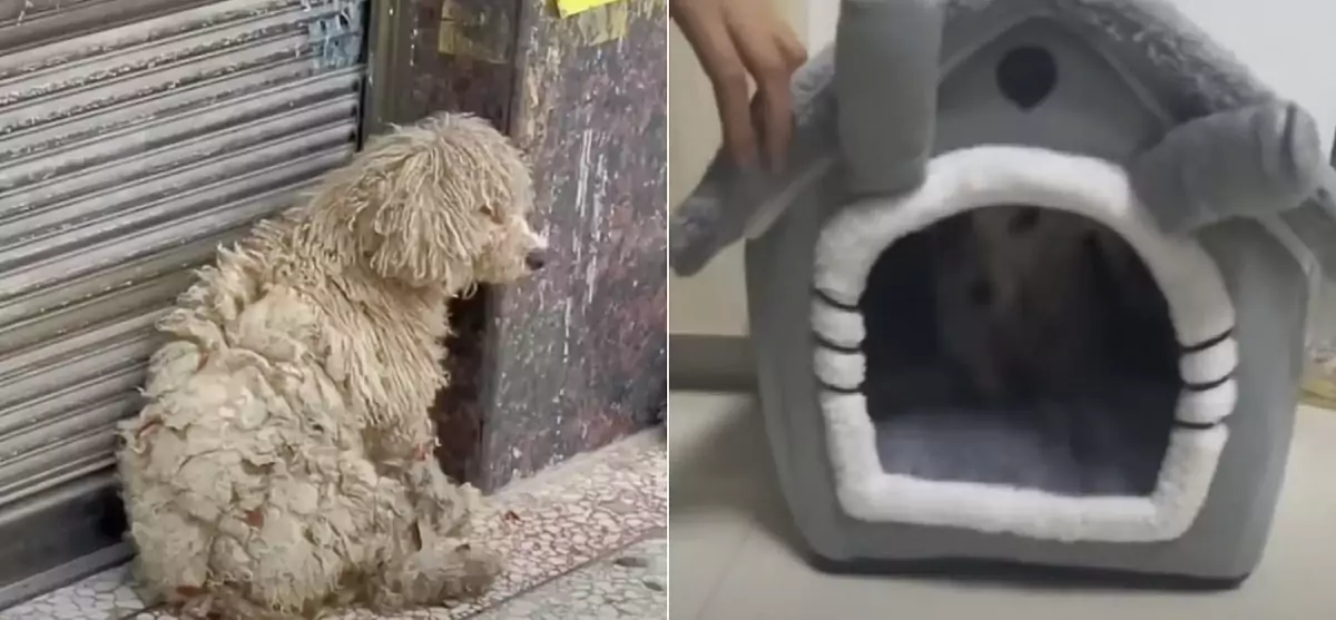 Shoppers at a clothing store encountered a “dirty” homeless dog and decided to give her a complete makeover