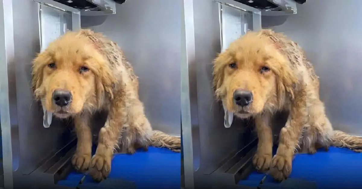 This dog was constantly returned to the shelter, fearful whenever someone approached