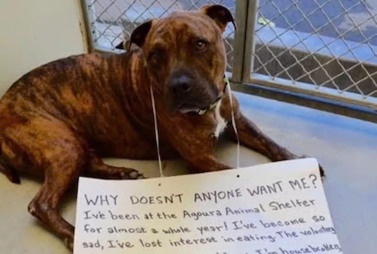 Shelter Dog Who Refused To Eat Finally Finds a Loving Home!