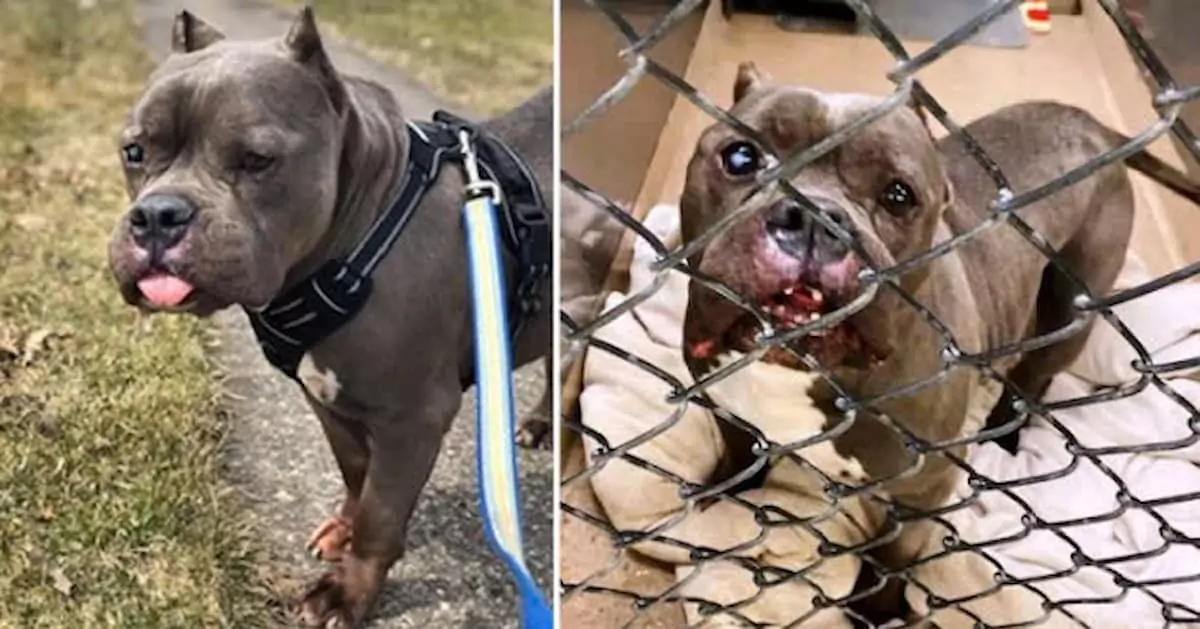 People at the shelter may laugh at this dog, calling him a “hippopotamus,” but he just wants to find someone to love