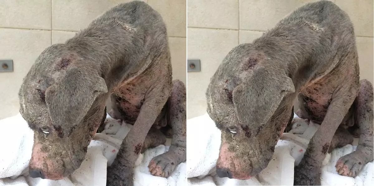 The severe skin condition, with mange and open sores, is the reason why this dog has not been adopted