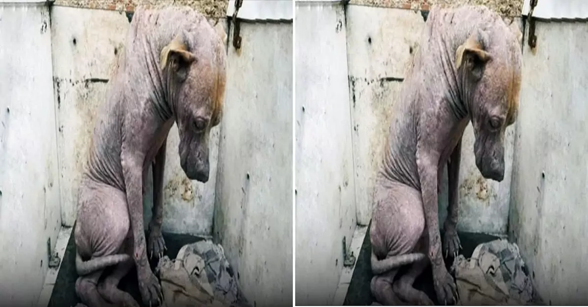 Rescuing a stray dog trapped in a metal cage with a faint, weak breath—watch his journey to recovery