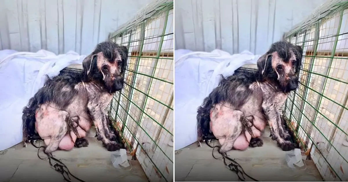 Rescuing a dog that had been confined for days in a crate, suffering from severe skin ulcers and extensive fur loss