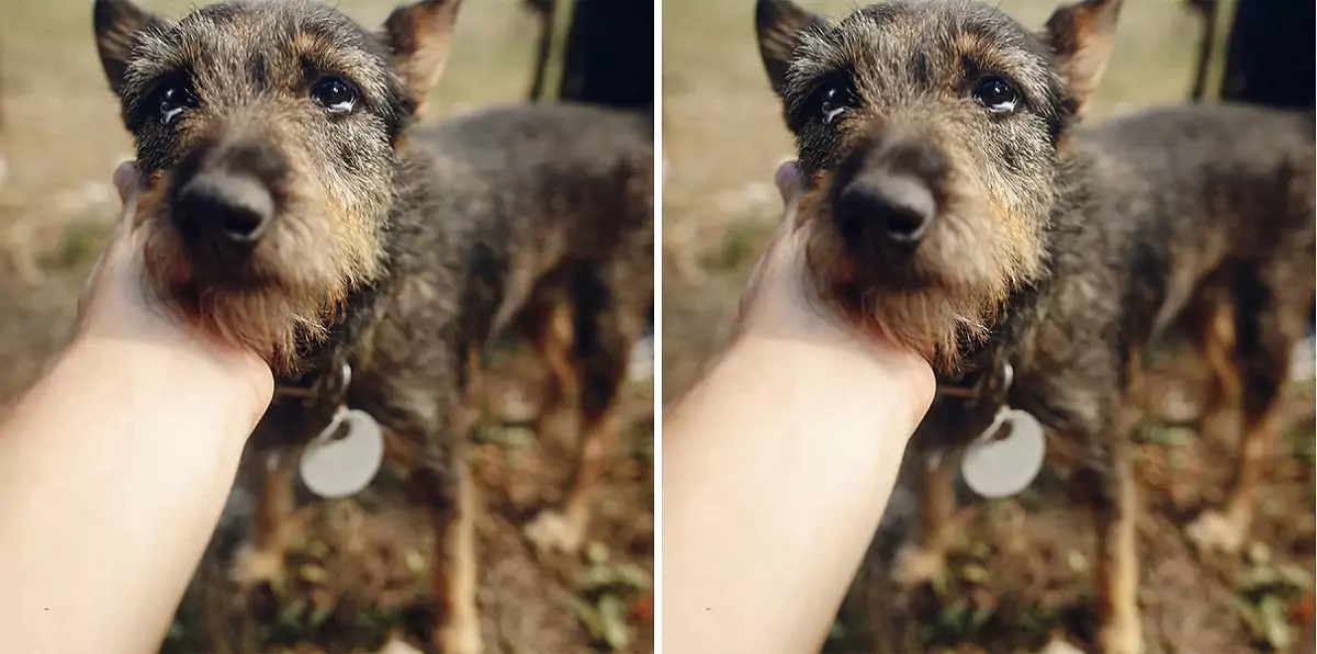 After 5 years apart, the dog’s emotional reunion with its former owner touched the hearts of netizens