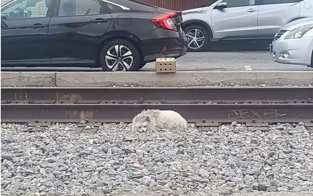 Fluffy Stray Dog Lies on the Train Tracks, Waiting Hopefully for Someone to Notice