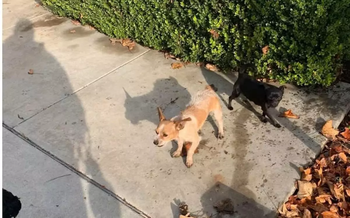 Three tiny dogs, abandoned at a park, huddled together for warmth until they were rescued