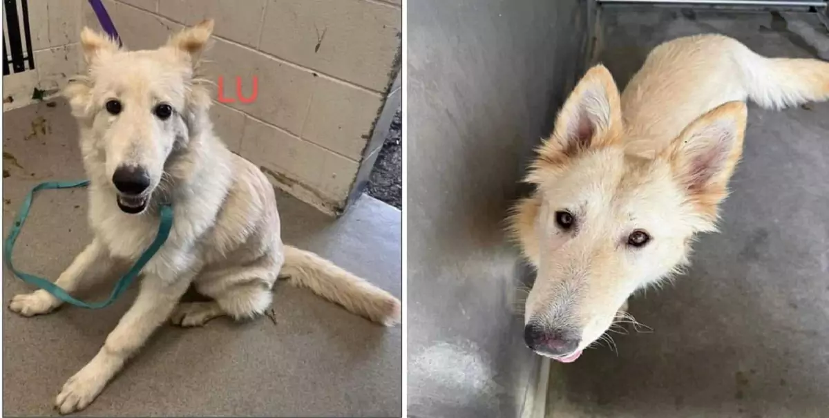 The plea of a beautiful puppy from behind the bars at an overcrowded shelter