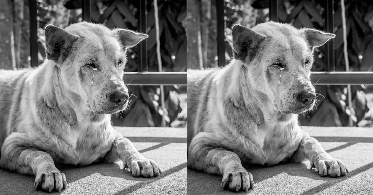 The mute dog protects his blind owner in the final days of his life