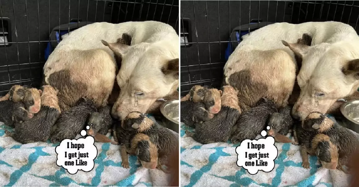 The rescue team found the mother dog and her puppies in an empty house, starving and thirsty, and quickly took them for emergency care