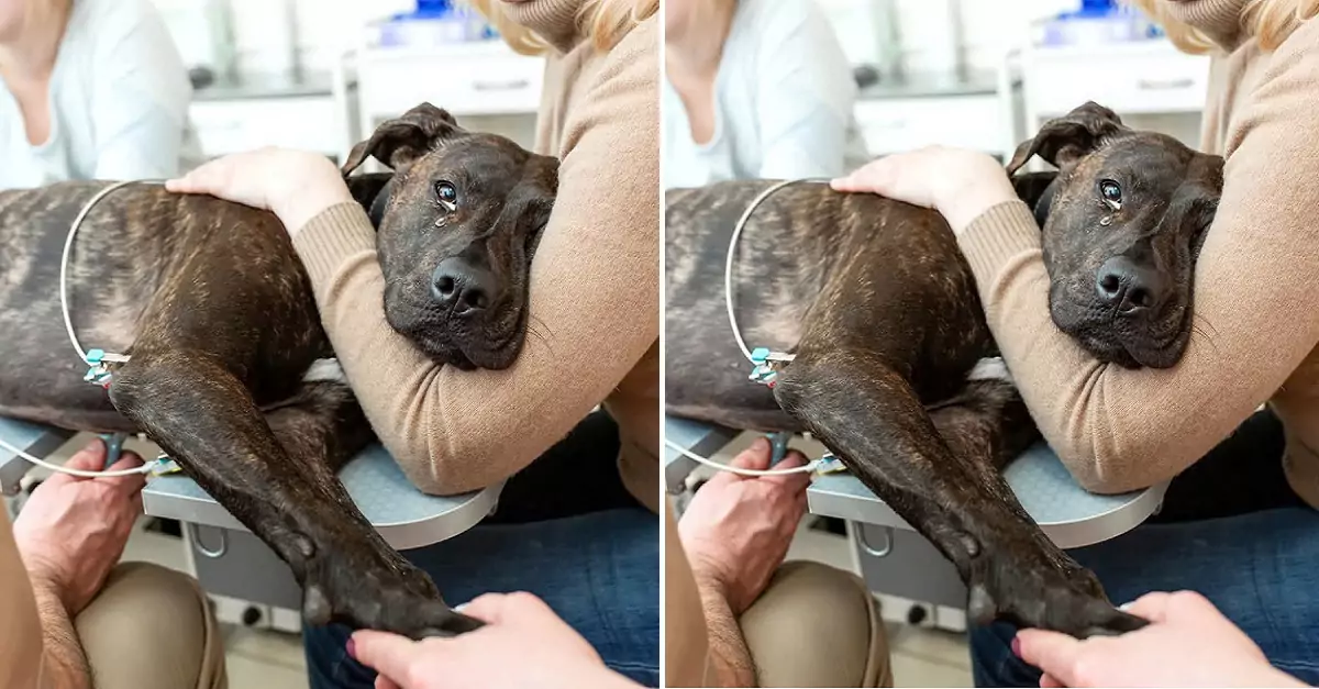 This dog had to receive IV fluids during the final years of his life