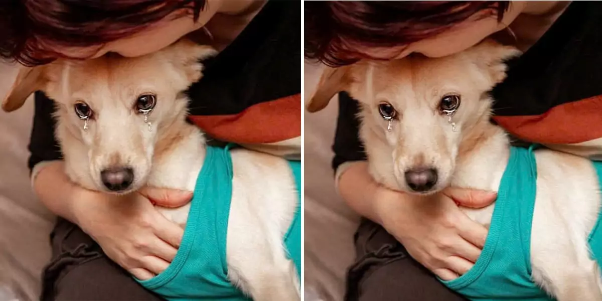 The dog was hesitant, saying goodbye to his beloved owner as he left for the shelter